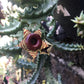 Lifesaver Cactus - Live Plant in a 4 Inch Pot - Huernia Zebrina - Extremely Rare Cactus Succulent from Florida