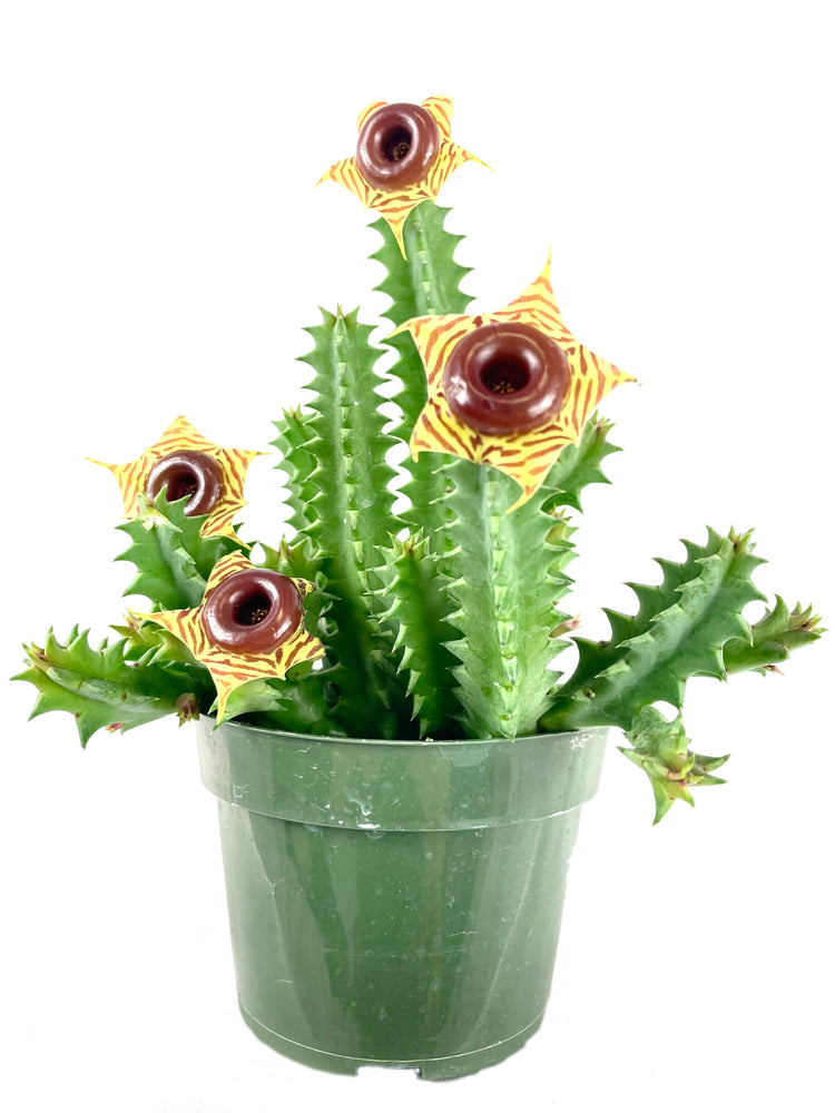 inch plant succulent Lifesaver Cactus - Live Plant in a 4 Inch Pot - Huernia Zebrina