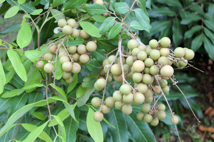 longan tree live plant in a 10 inch growers pot Longan Tree - Live Plant in a 10 Inch Growers Pot - Dimocarpus Longan