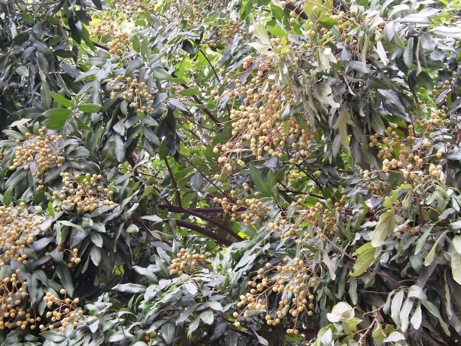 longan tree live plant in a 10 inch growers pot Longan Tree - Live Plant in a 10 Inch Growers Pot