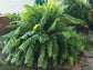Macho Fern - 3 Live Plants in 2 Inch Pots - Nephrolepsis Biserrta &