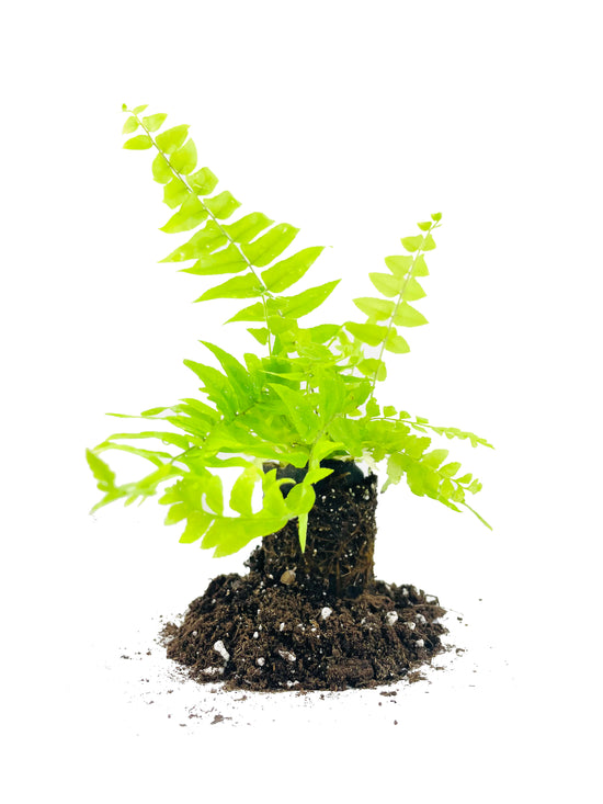 Macho Fern - 3 Live Plants in 2 Inch Pots - Nephrolepsis Biserrta &