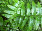 Macho Fern - 3 Live Plants in 2 Inch Pots - Nephrolepsis Biserrta &