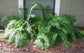 Macho Fern - 3 Live Plants in 2 Inch Pots - Nephrolepsis Biserrta &