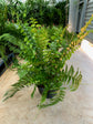 Macho Fern Hanging Basket - Live Plant in an 10 Inch Pot - Nephrolepis Biserrata - Beautiful Indoor Air Purifying Fern