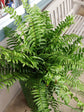 Macho Fern Hanging Basket - Live Plant in an 10 Inch Pot - Nephrolepis Biserrata - Beautiful Indoor Air Purifying Fern