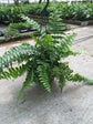Macho Fern Hanging Basket - Live Plant in an 10 Inch Pot - Nephrolepis Biserrata - Beautiful Indoor Air Purifying Fern