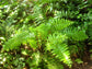 Macho Fern - 3 Live Plants in 2 Inch Pots - Nephrolepsis Biserrta &
