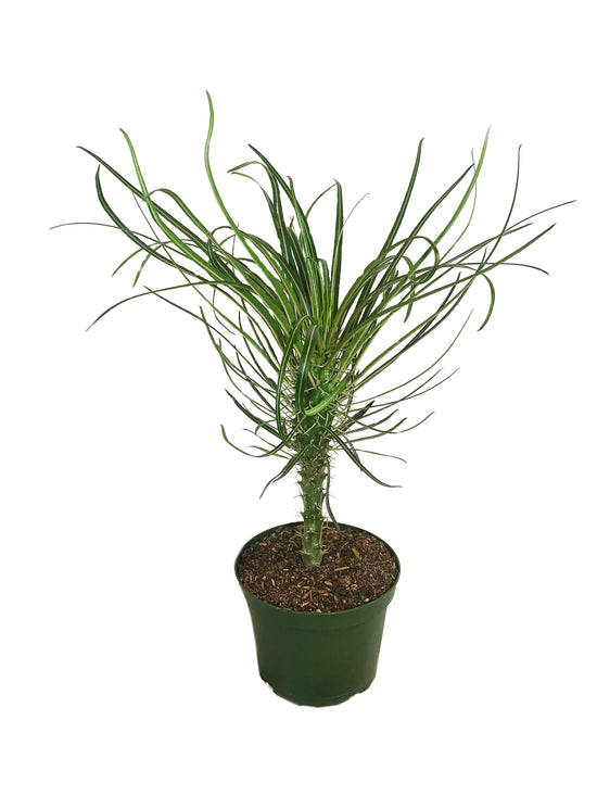 Madagascar Palm - Live Plant in a 6 Inch Pot - Pachypodium Lamerei - Exotic Cactus Succulent