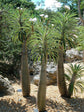 Madagascar Palm - Live Plant in an 10 Inch Growers Pot - Howea Forsteriana - Beautiful Exotic Succulent Cactus