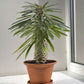 Madagascar Palm - Live Plant in an 10 Inch Growers Pot - Howea Forsteriana - Beautiful Exotic Succulent Cactus