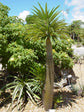 Madagascar Palm - Live Plant in a 6 Inch Pot - Pachypodium Lamerei - Exotic Cactus Succulent