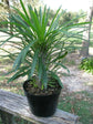 Madagascar Palm - Live Plant in a 8 Inch Pot - Pachypodium Lamerei - Exotic Cactus Succulent