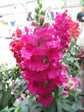 Magenta Snapdragon Flowers - Live Plant in a 4 Inch Growers Pot - Antirrhinum Majus - Finished Plants Ready for The Patio and Garden