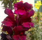 Magenta Snapdragon Flowers - Live Plant in a 4 Inch Growers Pot - Antirrhinum Majus - Finished Plants Ready for The Patio and Garden
