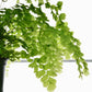 Maidenhair Fern Hanging Basket - Live Plant in a 4 Inch Hanging Pot - Rare and Exotic Ferns from Florida - Beautiful Clean Air Indoor Outdoor Ferns
