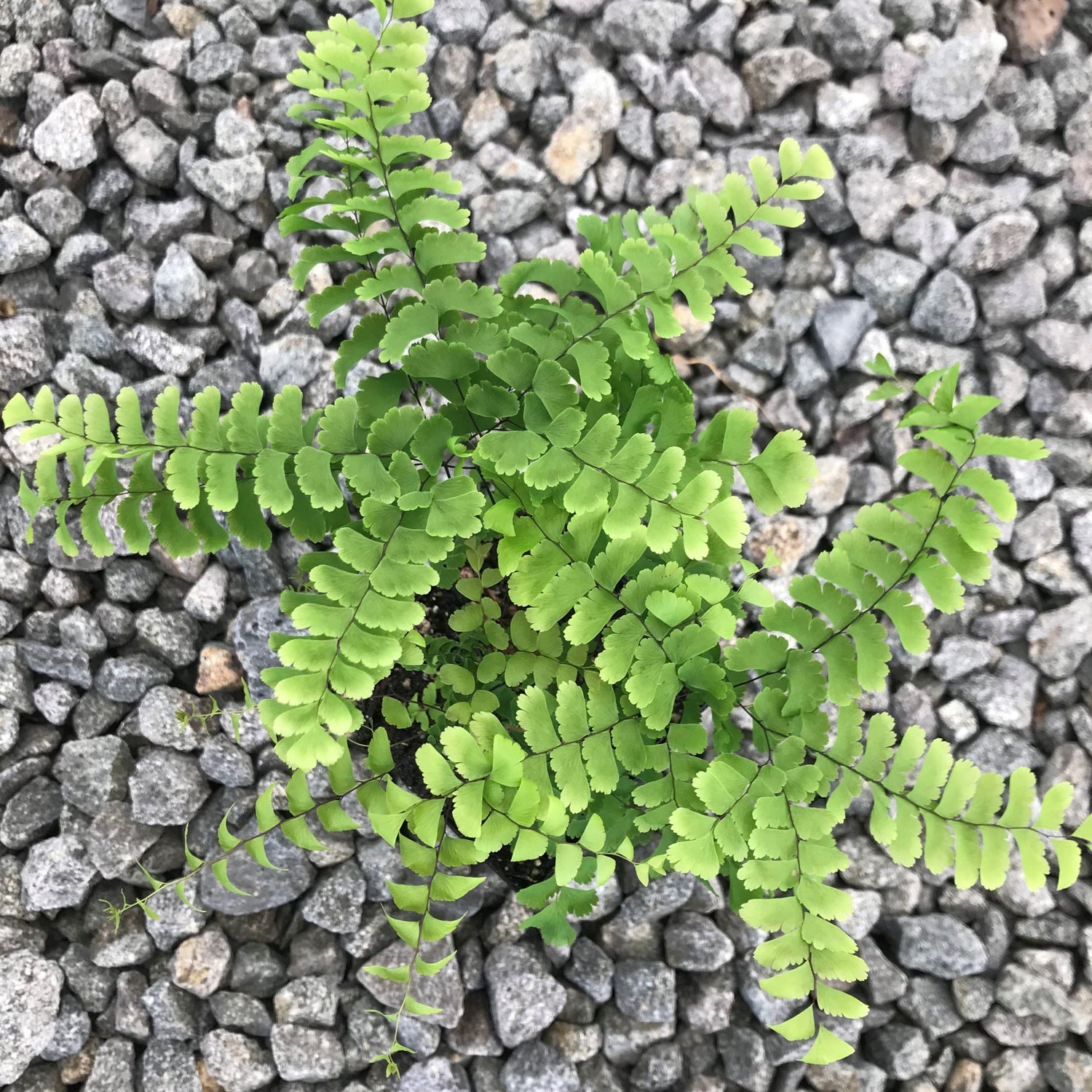 maidenhair fern hanging plant Maidenhair Fern Hanging Basket - Live Plant in a 4 Inch Hanging Pot