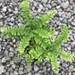 Maidenhair Fern Hanging Basket - Live Plant in a 4 Inch Hanging Pot - Rare and Exotic Ferns from Florida - Beautiful Clean Air Indoor Outdoor Ferns