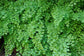 Maidenhair Fern Hanging Basket - Live Plant in a 4 Inch Hanging Pot - Rare and Exotic Ferns from Florida - Beautiful Clean Air Indoor Outdoor Ferns