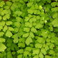 Maidenhair Fern Hanging Basket - Live Plant in a 4 Inch Hanging Pot - Rare and Exotic Ferns from Florida - Beautiful Clean Air Indoor Outdoor Ferns