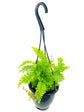 Maidenhair Fern Hanging Basket - Live Plant in a 4 Inch Hanging Pot - Rare and Exotic Ferns from Florida - Beautiful Clean Air Indoor Outdoor Ferns