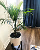 Majesty Palm - Live Plant in an 10 Inch Growers Pot - Ravenea Rivularis - Beautiful Clean Air Indoor Outdoor Houseplant