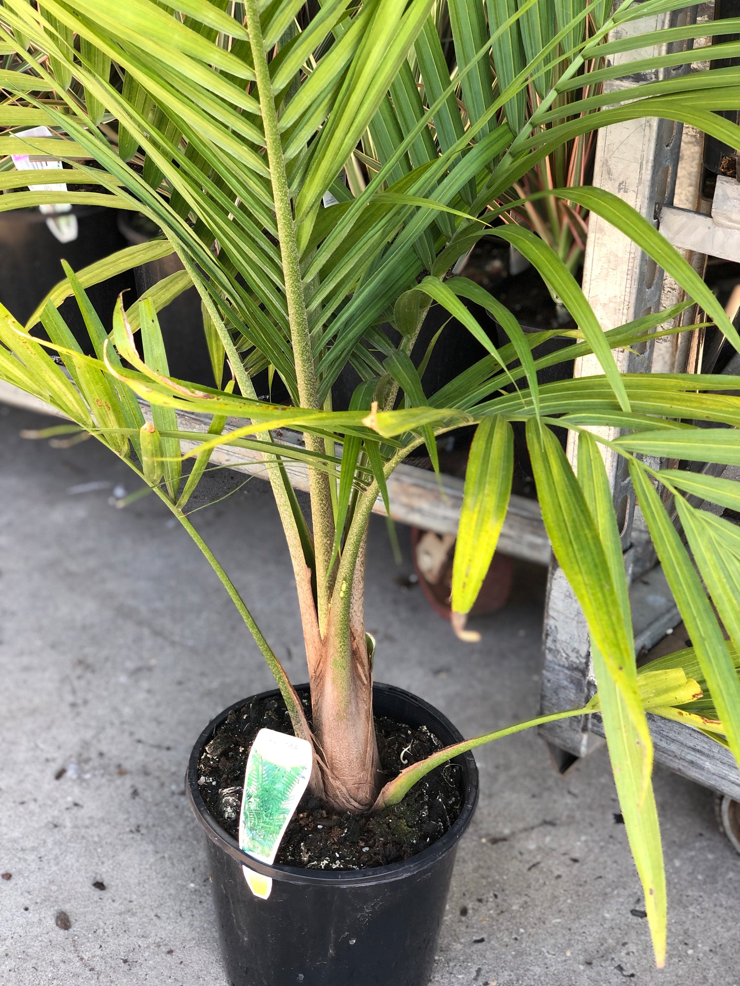 fancy majesty palm plant Majesty Palm - Live Plant in an 10 Inch Growers Pot