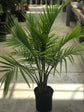 Majesty Palm - Live Plant in an 10 Inch Growers Pot - Ravenea Rivularis - Beautiful Clean Air Indoor Outdoor Houseplant