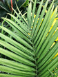 Majesty Palm - Live Plant in an 10 Inch Growers Pot - Ravenea Rivularis - Beautiful Clean Air Indoor Outdoor Houseplant
