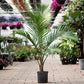 Majesty Palm - Live Plant in an 10 Inch Growers Pot - Ravenea Rivularis - Beautiful Clean Air Indoor Outdoor Houseplant