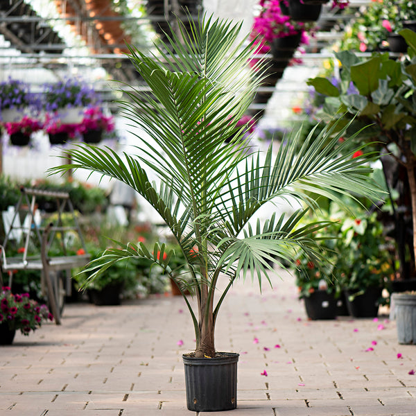 is majesty palm an indoor plant Majesty Palm - Live Plant in an 10 Inch Growers Pot