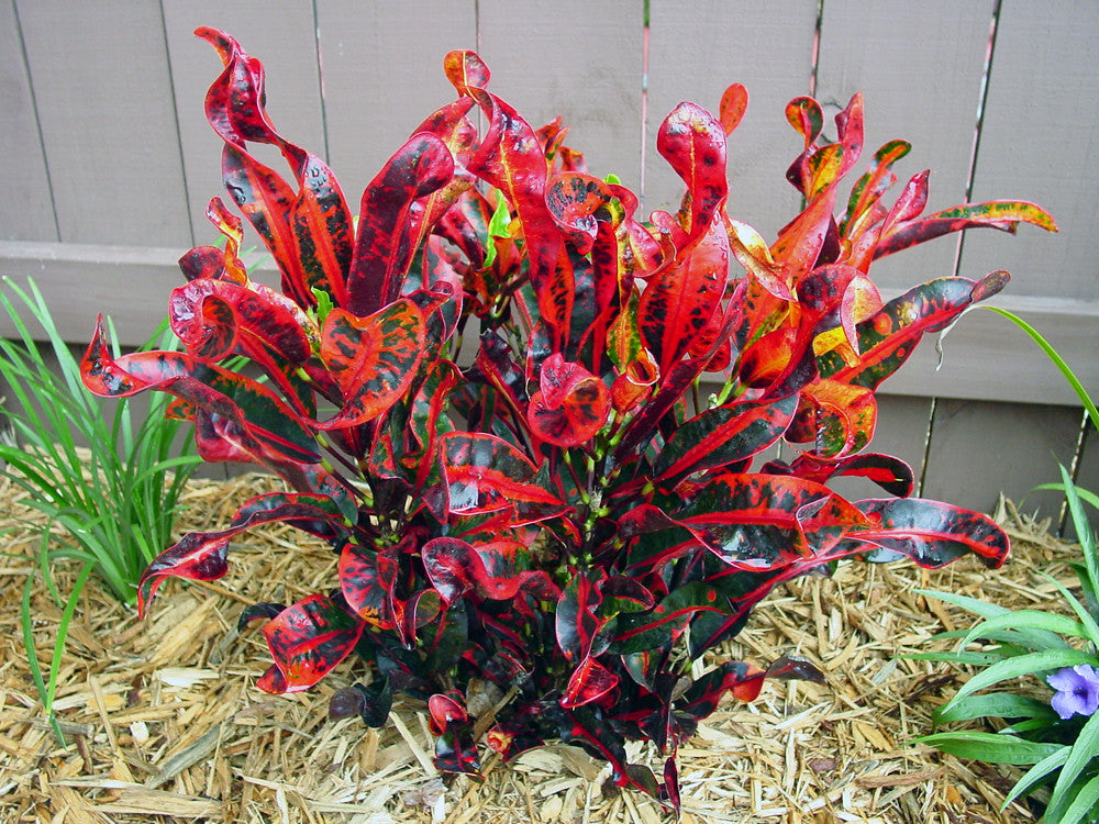 mammy croton poisonous Croton Mammy - Live Plant in a 6 Inch Pot - Codiaeum 'Mammy'