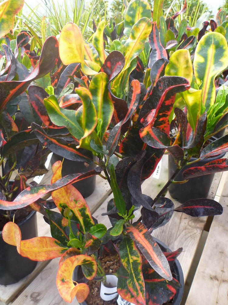 croton mammy height Croton Mammy - Live Plant in a 6 Inch Pot - Codiaeum 'Mammy'