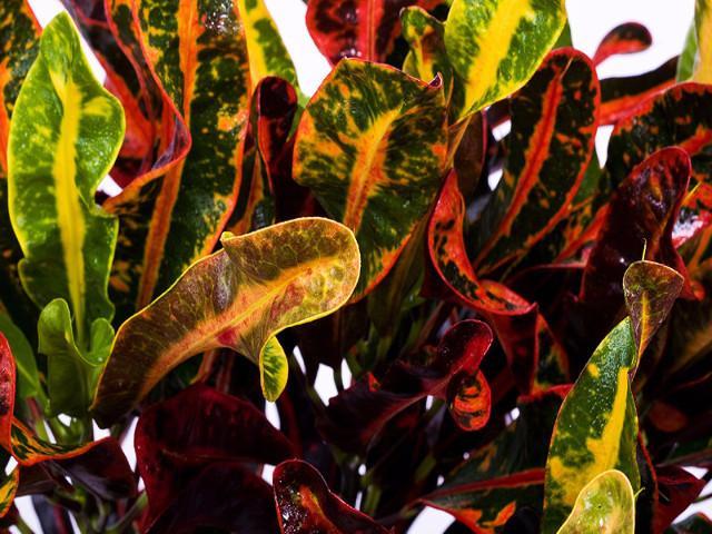 croton red mammy care Croton Mammy - Live Plant in a 4 Inch Pot - Codiaeum 'Mammy'