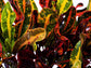 Croton Mammy - Live Plant in a 6 Inch Pot - Codiaeum &