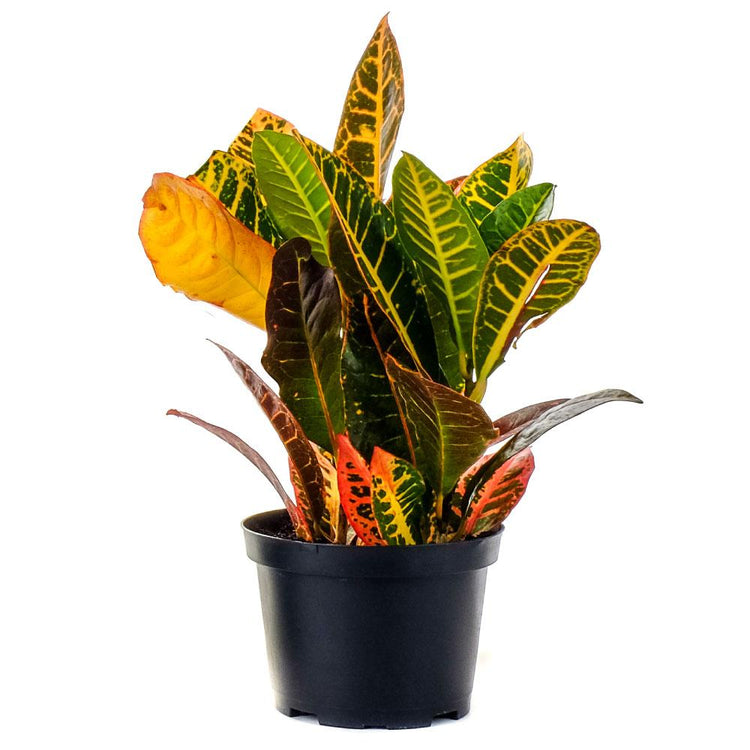 codiaeum mammy croton Croton Mammy - Live Plant in a 6 Inch Pot - Codiaeum 'Mammy'