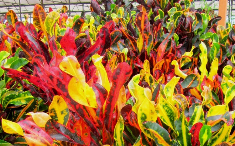 3 gallon mammy croton Croton Mammy - Live Plant in a 3 Gallon Pot - Codiaeum 'Mammy'