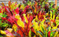 Croton Mammy - Live Plant in a 3 Gallon Pot - Codiaeum &