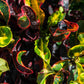 Croton Mammy - Live Plant in a 3 Gallon Pot - Codiaeum &