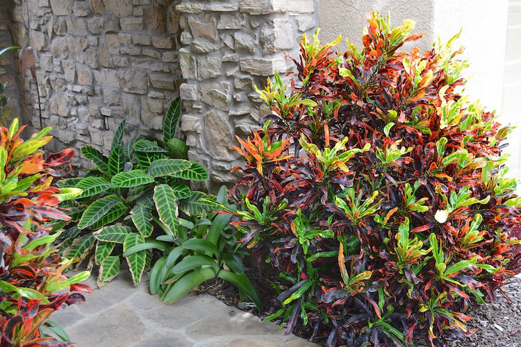mammy croton hedge Croton Mammy - Live Plant in a 3 Gallon Pot - Codiaeum 'Mammy'