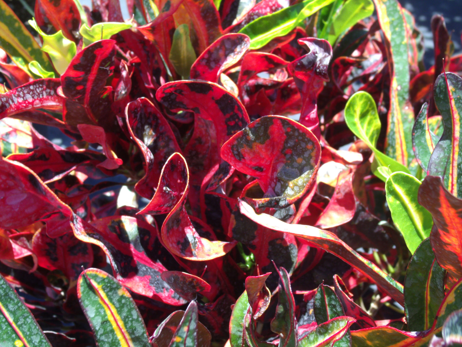 3 gallon mammy croton Croton Mammy - Live Plant in a 3 Gallon Pot - Codiaeum 'Mammy'