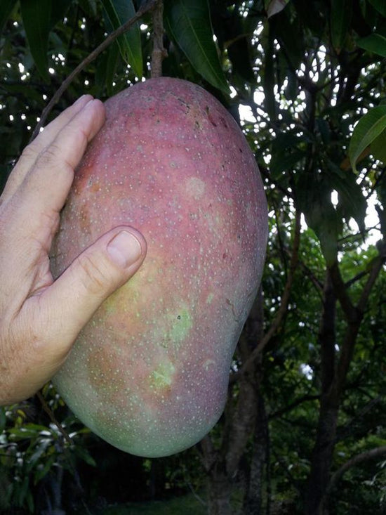 Mango Tree - Live Fruit Tree in a 3 Gallon Pot - Mangifera Indica &