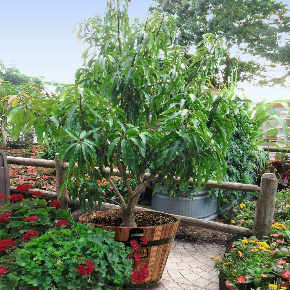 mango plant in pot Mango Tree - Live Fruit Tree in a 3 Gallon Pot - Mangifera Indica 'Alphonso'