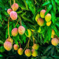Mango Tree - Live Fruit Tree in a 3 Gallon Pot - Mangifera Indica &