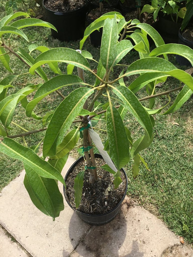 mango house plant Mango Tree - Live Fruit Tree in a 3 Gallon Pot