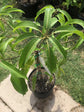 Mango Tree - Live Fruit Tree in a 3 Gallon Pot - Mangifera Indica &