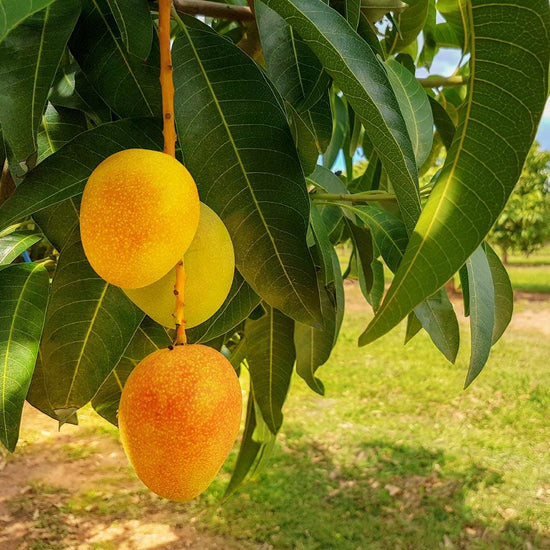 Mango Tree - Live Fruit Tree in a 3 Gallon Pot - Mangifera Indica &