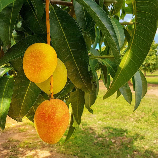 Mango Tree - Live Fruit Tree in a 3 Gallon Pot - Mangifera Indica &