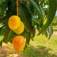 Mango Tree - Live Fruit Tree in a 3 Gallon Pot - Mangifera Indica &