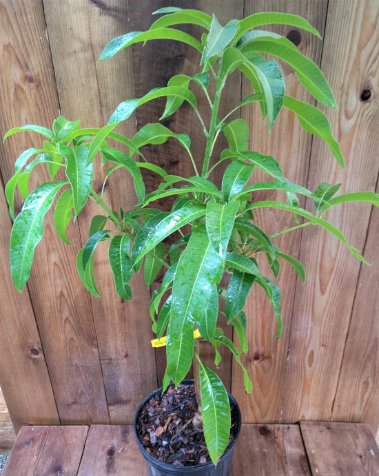 Mango Tree - Live Fruit Tree in a 3 Gallon Pot - Mangifera Indica &